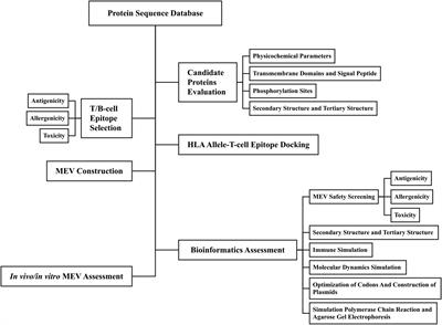Design of a novel EmTSP-3 and EmTIP based multi-epitope vaccine against <mark class="highlighted">Echinococcus multilocularis infection</mark>